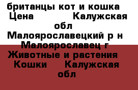 британцы кот и кошка. › Цена ­ 3 000 - Калужская обл., Малоярославецкий р-н, Малоярославец г. Животные и растения » Кошки   . Калужская обл.